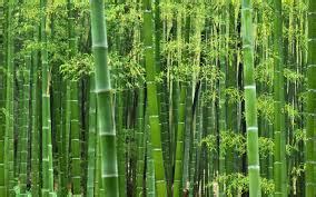 bamboo意思